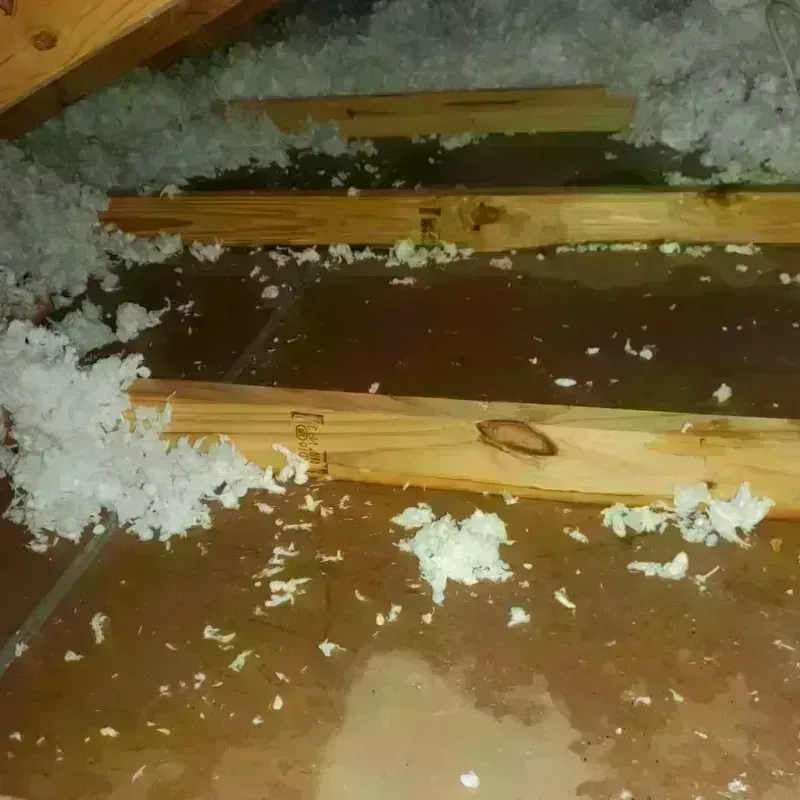 Attic Water Damage in Clayton, AL