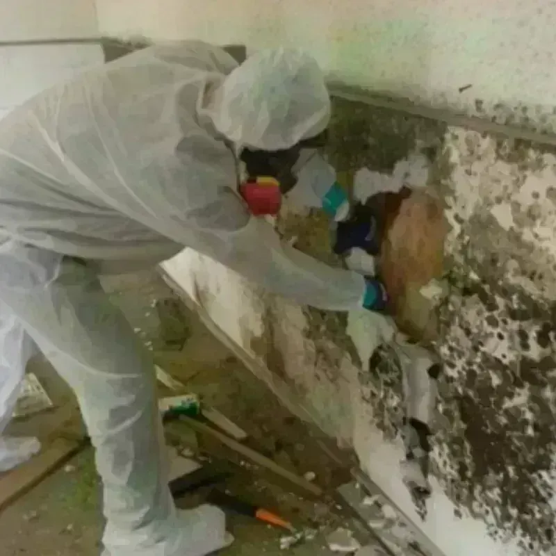 Mold Remediation and Removal in Clayton, AL